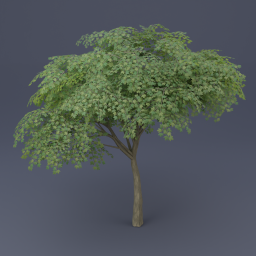 Maple Tree 03 - Green