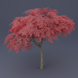 Maple Tree 03 - Red