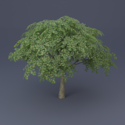 Maple Tree 06 - Green