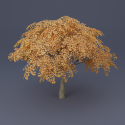 Maple Tree 06 - Orange
