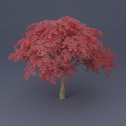 Maple Tree 06 - Red