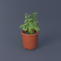 Basil 01