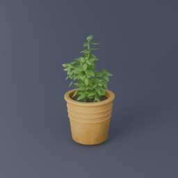 Basil 02
