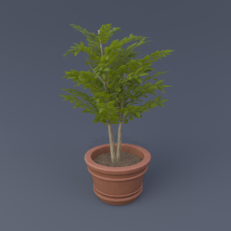 Bay Laurel 01
