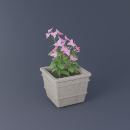 Bougainvillea 01