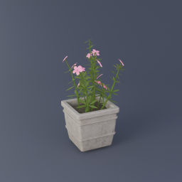 Oleander 02