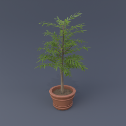 Olive Tree 01