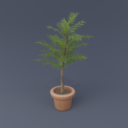 Olive Tree 02