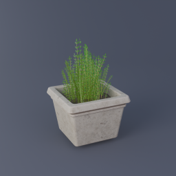Thyme 01