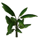 Banana B13b