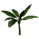 Banana B13c