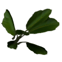 Banana B13d
