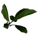 Banana B13e