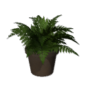 Fern B12  pota