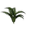 Fern B12  potc
