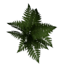 Fern B12 1a