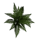 Fern B12 1b
