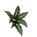 Fern B12 1c