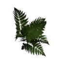 Fern B12 1d