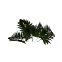 Fern B12 1e