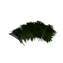 Fern B12 1f