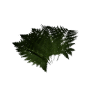 Fern B12 1g