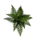Fern B12 2a