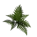 Fern B12 2b