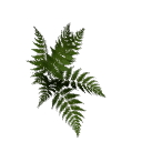 Fern B12 2c