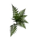 Fern B12 2d