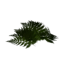 Fern B12 2e