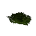 Fern B12 2f