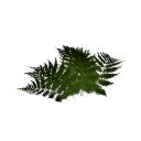 Fern B12 2g