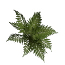 Fern B12 3a