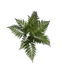 Fern B12 3b