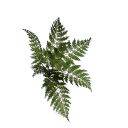 Fern B12 3c