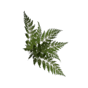 Fern B12 3d