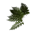 Fern B12 3e