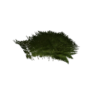 Fern B12 3f