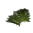 Fern B12 3g