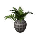 Fern B12 potd