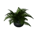 Fern B12 potf