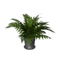 Fern B12 potg