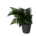 Fern B12 poth