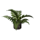 Fern B12 poti