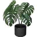 Monstera B01.1