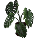 Monstera B01.2