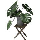 Monstera B01.3