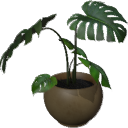 Monstera B01.4