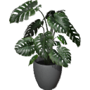 Monstera B01.5